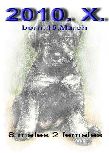 Schnauzer - 2010. X. - 65